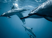 华体会hth体育-“欧联杯先生” 埃梅里5进决赛4夺冠 并不止于此！